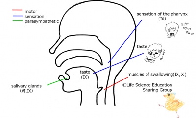 Cranial09E.jpg