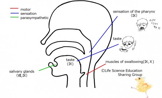 Cranial09E.jpg