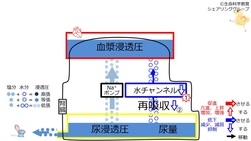 ファイル:DecWaterChannel2.jpg