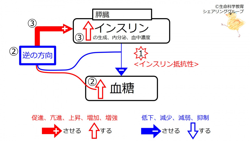ファイル:Insulin-resistance.jpg