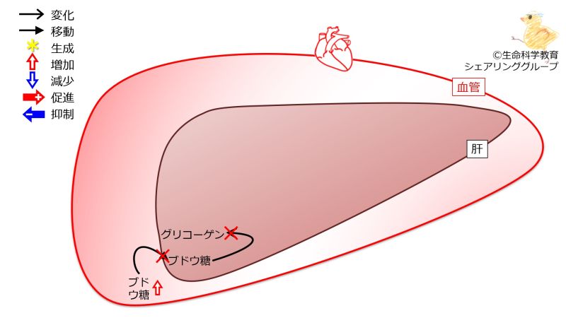 ファイル:LiverFailureGlycogenAfterMeal-Jpn.jpg