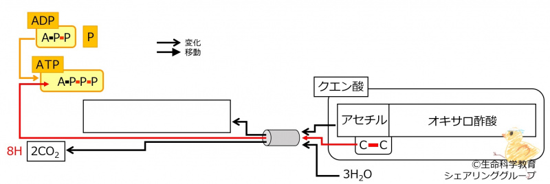 ファイル:Pyruvate-intro8-wb.jpg
