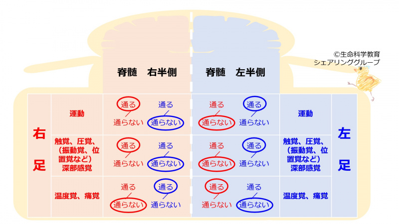 ファイル:SpinalCordDecussateSummaryTable.jpg