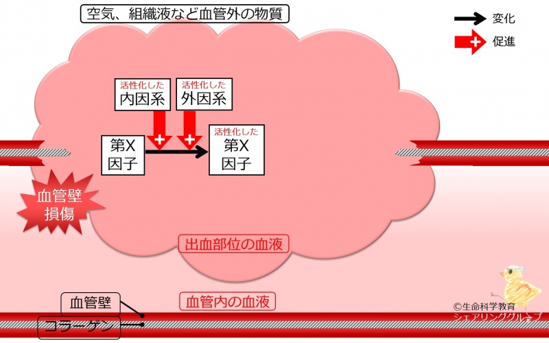 ファイル:第Ⅹ因子活性化.jpg