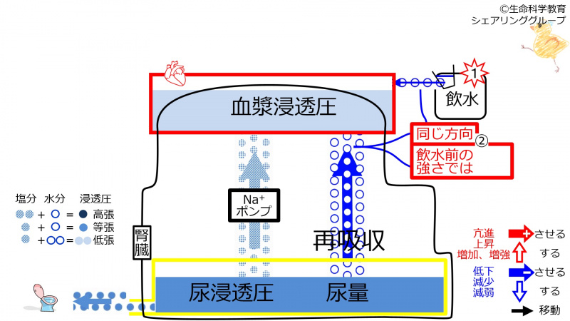 ファイル:ReabsorptionAfterWater-Jpn-2020-wb.jpg