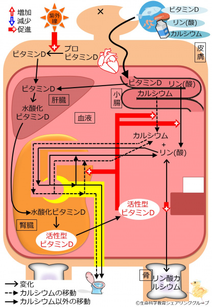 ファイル:Unlinked04372-wb.jpg