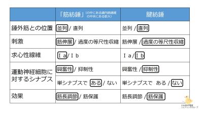 /wiki/images/thumb/a/a7/%E7%AD%8B%E7%B4%A1%E9%8C%98%E3%81%A8%E8%85%B1%E7%B4%A1%E9%8C%98%E3%81%AE%E3%81%BE%E3%81%A8%E3%82%81.jpg/400px-%E7%AD%8B%E7%B4%A1%E9%8C%98%E3%81%A8%E8%85%B1%E7%B4%A1%E9%8C%98%E3%81%AE%E3%81%BE%E3%81%A8%E3%82%81.jpg
