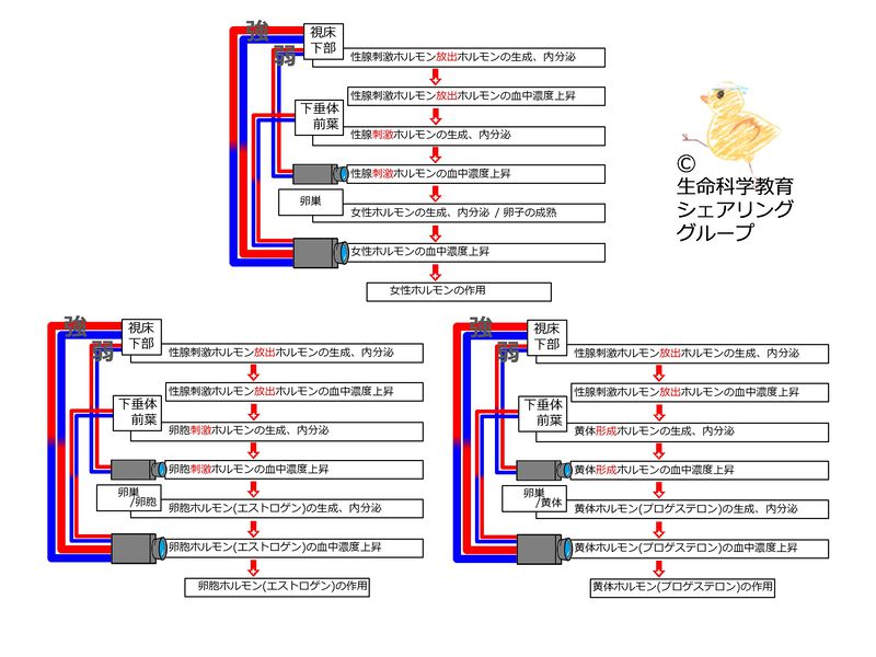 ファイル:04663.jpg