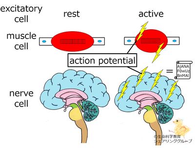 excitatory_cell.jpg