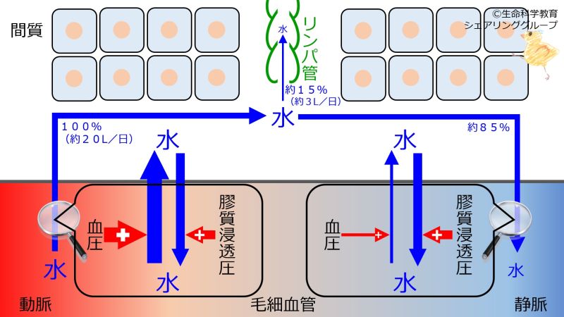 ファイル:InterstitialFluidMovement.jpg