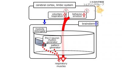 RespiratoryControlCerebralCortexAwake.jpg