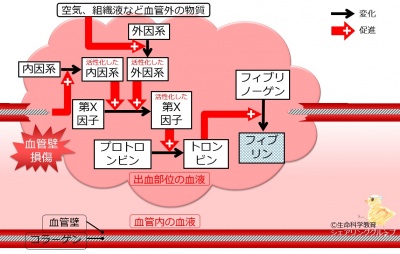 ２次血栓まとめ.jpg