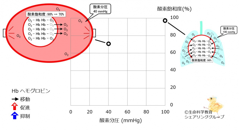 ファイル:03304-wb.jpg