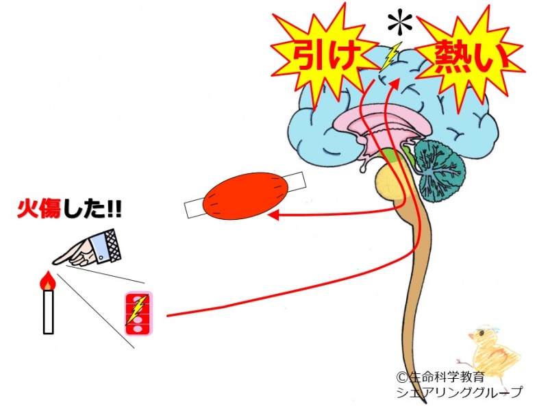 ファイル:04133.jpg
