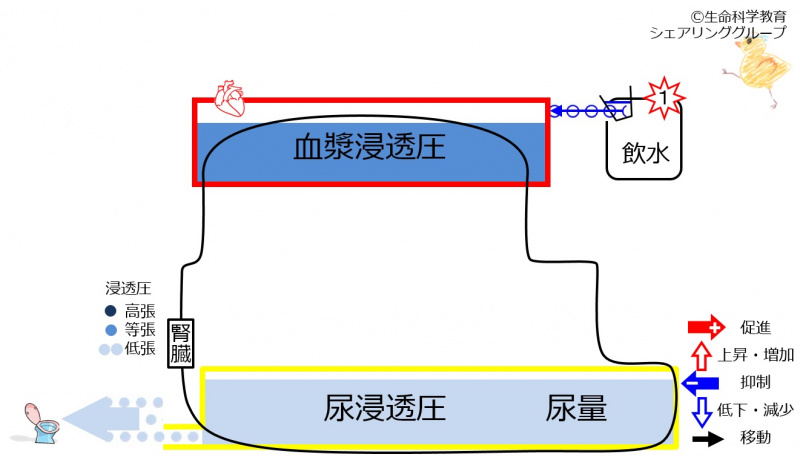 ファイル:6-waterKidneycontrol2-wb.jpg