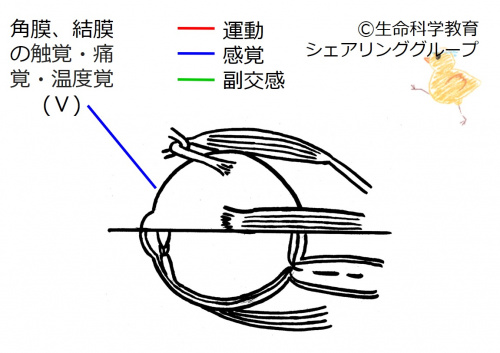 Cranial05 2.jpg