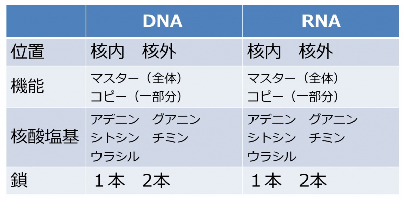 ファイル:DNARNAtable-1-wb.jpg