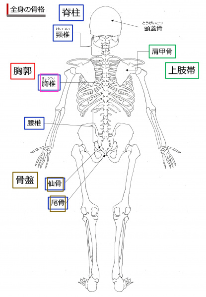 ファイル:SkeletonRear-Jpn-wb.jpg
