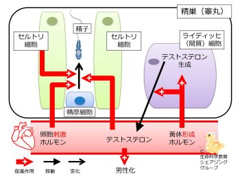 /wiki/images/thumb/a/a8/TestisCellsRegulation.jpg/350px-TestisCellsRegulation.jpg