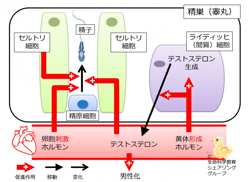 ファイル:TestisCellsRegulation.jpg