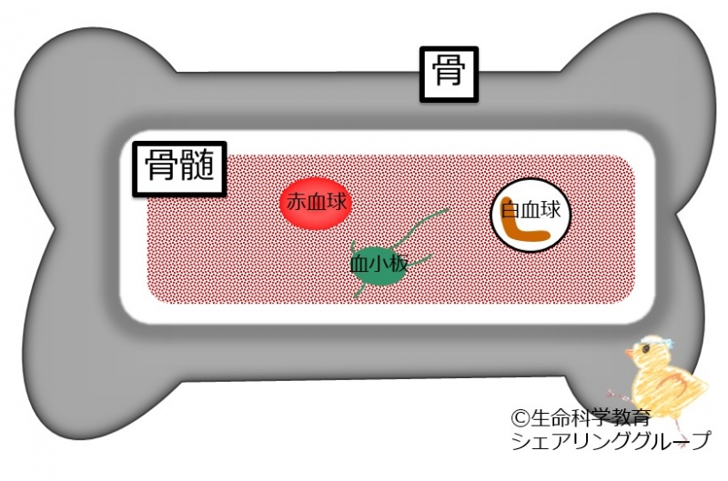 ファイル:造血.jpg