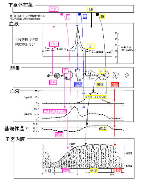 ファイル:00812.jpg