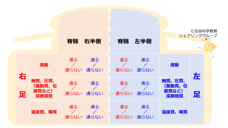 ファイル:SpinalCordDecussateSummaryTable-wb.jpg