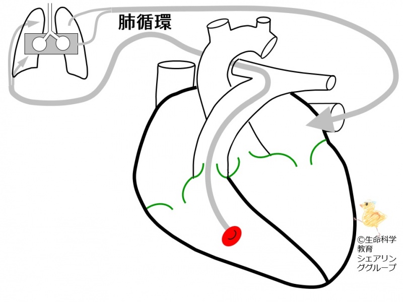 ファイル:01239-wb.jpg