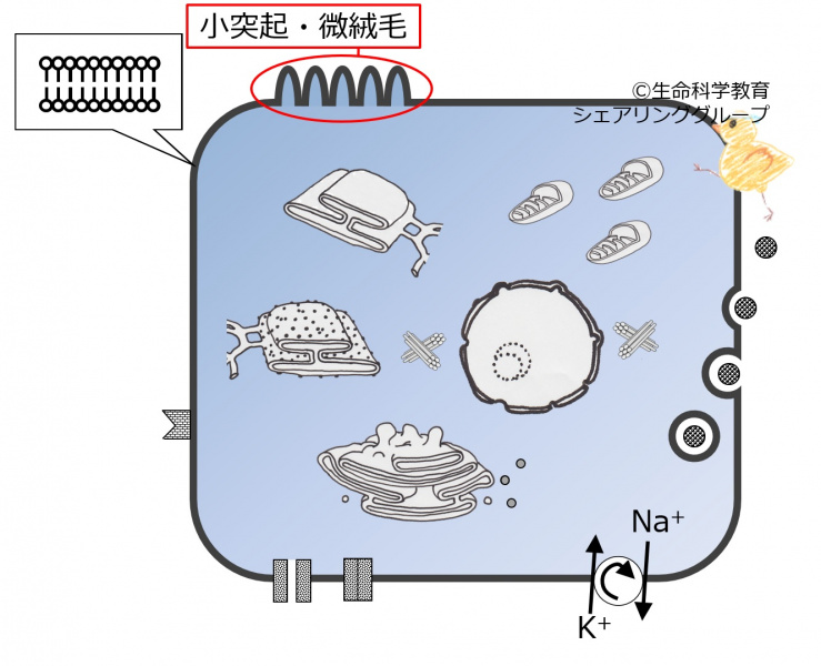 ファイル:04035.jpg