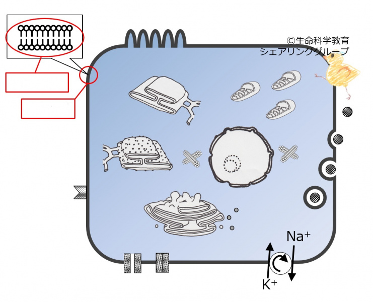ファイル:04037-wb.jpg