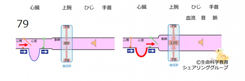 ファイル:BPmeasurement79-wb.jpg