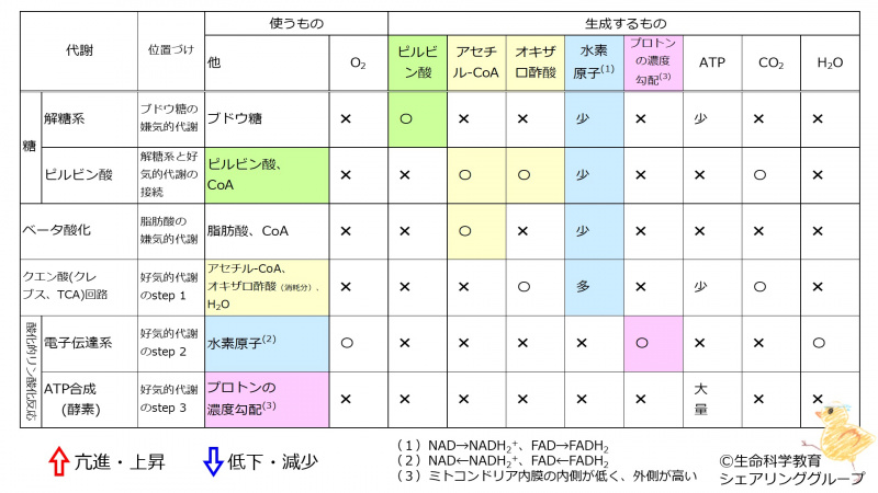 ファイル:EnergyMetabolismSummaryTableLowGlucose-wb.jpg