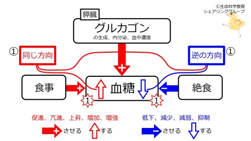 /wiki/images/thumb/a/aa/Glucagon-beforeFBsummary.jpg/500px-Glucagon-beforeFBsummary.jpg