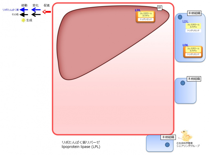 ファイル:LDL移動-wb.jpg