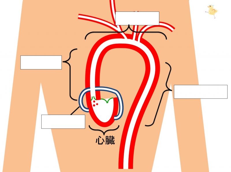 ファイル:Liver blood vessels-wb.jpg
