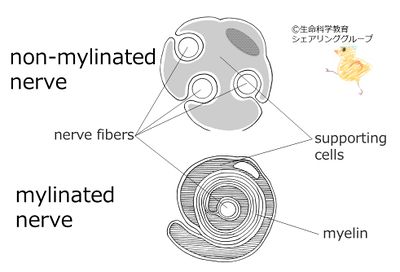 myelin.jpg