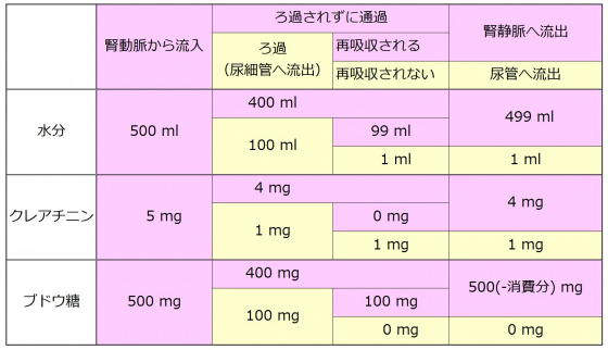 Nephron summary table.jpg