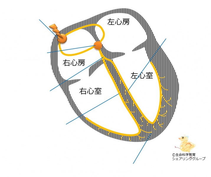 ファイル:刺激伝導系の解剖-wb.jpg