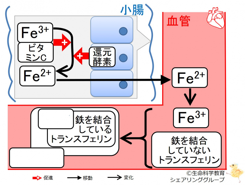 ファイル:03398-wb.jpg