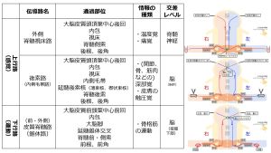 /wiki/images/thumb/a/ab/Spinal-tracts-basic-Jpn.jpg/300px-Spinal-tracts-basic-Jpn.jpg