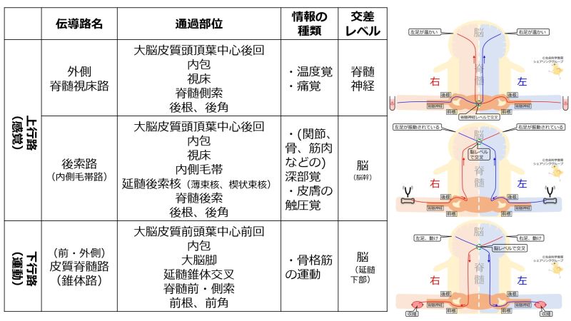 ファイル:Spinal-tracts-basic-Jpn.jpg