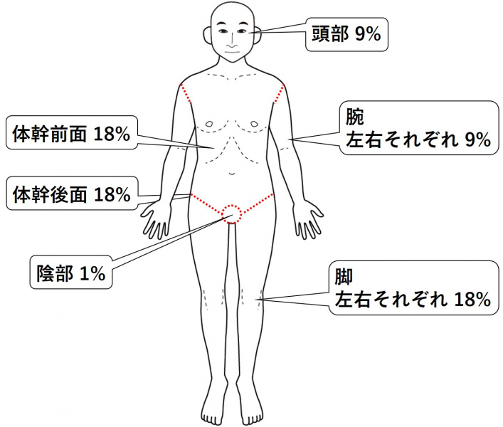 ファイル:図-皮膚爪-視診1-9の法則成人の場合.jpg
