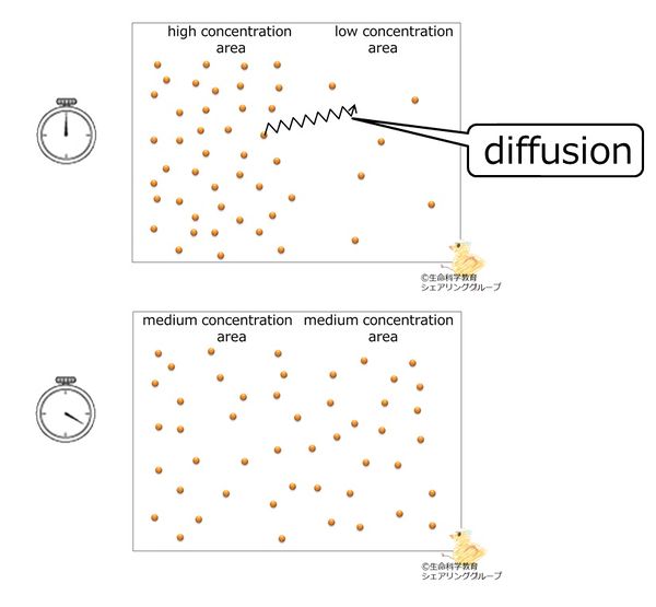 diffusion.jpg
