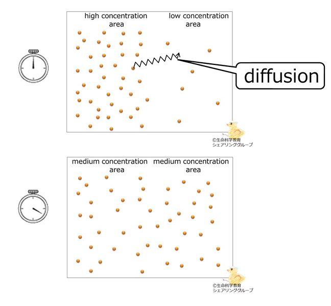 ファイル:Diffusion.jpg