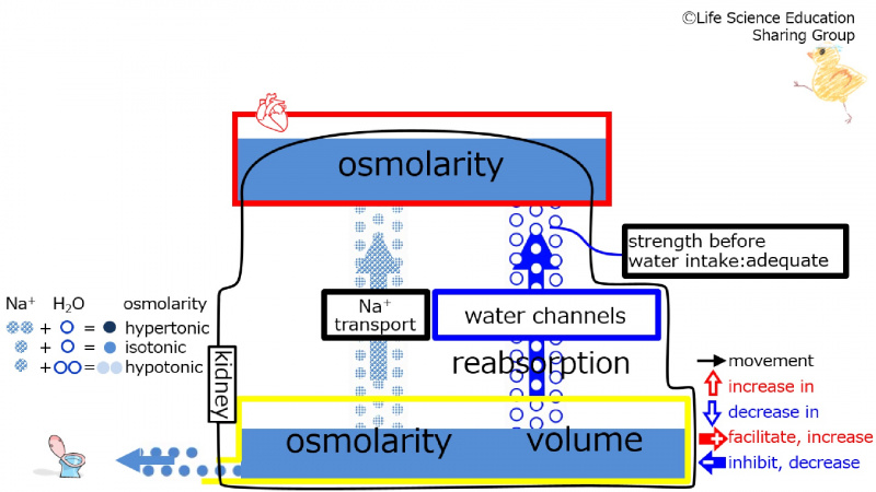 ファイル:WaterChannelsWaterintakeBaseLine-Eng.jpg