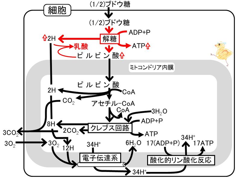 ファイル:04369.jpg