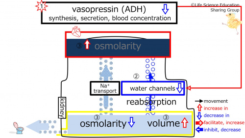 ADHEffectOfDecreasing-3Eng.jpg