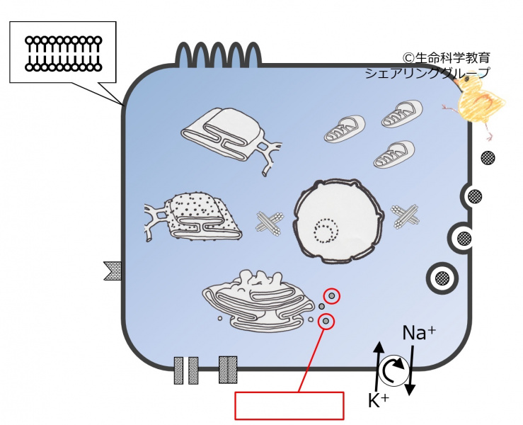 ファイル:04034-wb.jpg