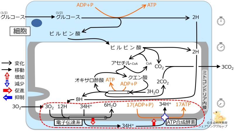 ファイル:Oxidativephosphorylationquiz.jpg