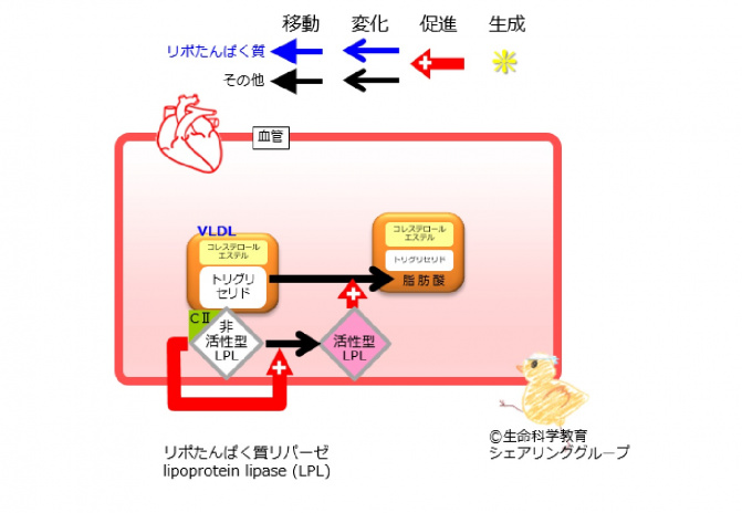 アポリポたんぱく質CII VLDL.jpg